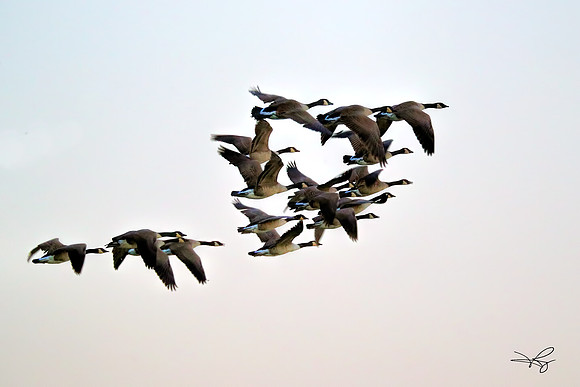 RAMY4875_CFast-1