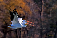 RAMY2543_CF100