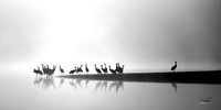 RAMY6519_CFast-1