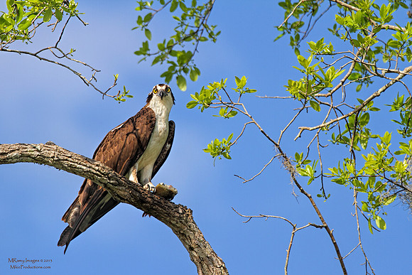 Osprey
