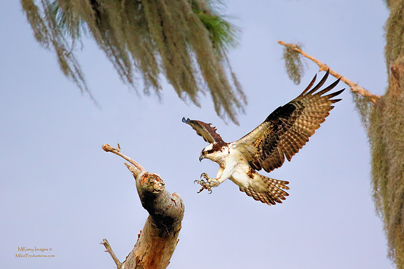 Osprey, St Johns River Florida, Ocala National Forest
