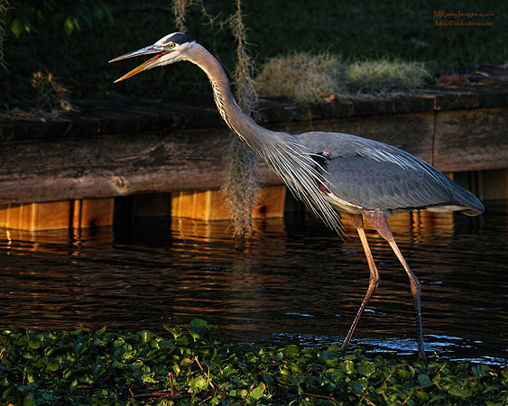 Great Blue Heron