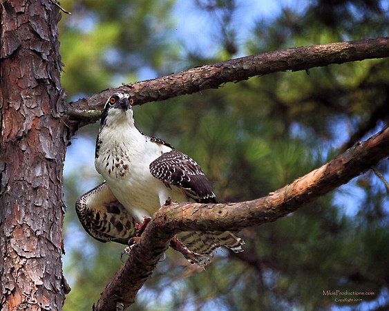 Osprey with Fish