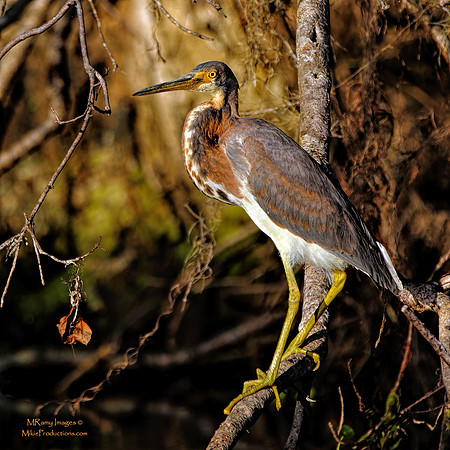Tri-Colored Heron