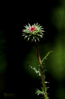 Wavyleaf Thistle, Flower, Floral