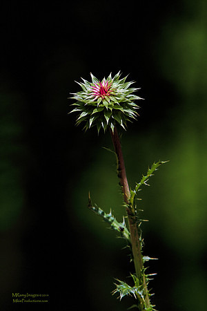 Wavyleaf Thistle, Flower, Floral