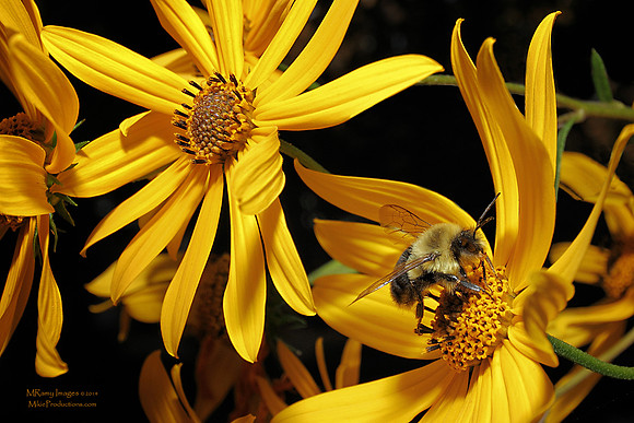 Wild Sunflowers