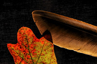 Leaves