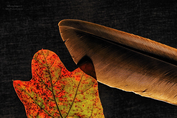 Leaves