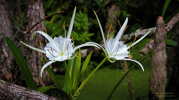 Spider Lily