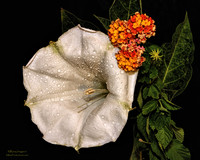 Devil's Trumpet