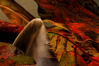 Feather and Oak Leaves