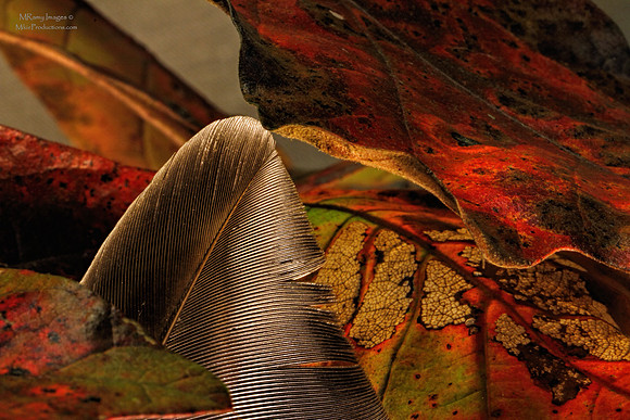 Feather and Oak Leaves