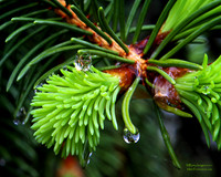 Pine Cone