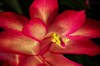 Christmas Cactus