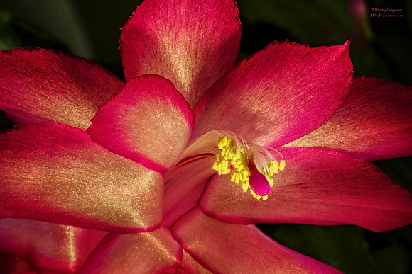 Christmas Cactus