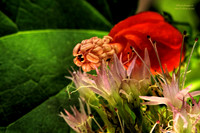 Ramy_5291_CF52