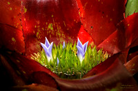 Agave