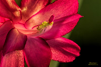Christmas Cactus
