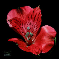Peruvian Lily, Alstroemeria