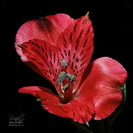 Peruvian Lily, Alstroemeria
