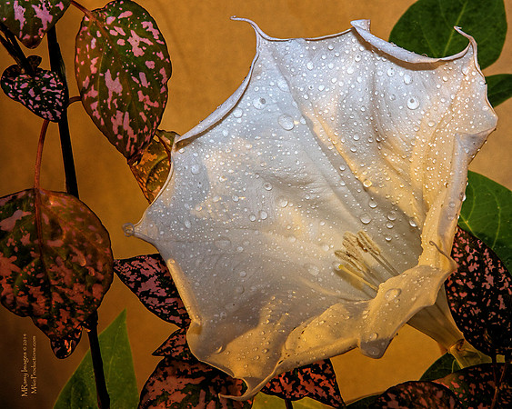 Devil's Trumpet