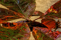 Oak Leaves