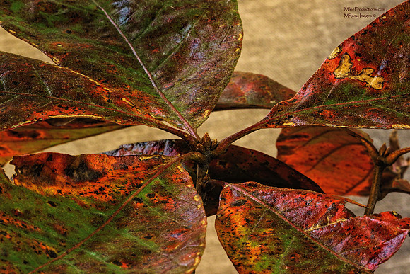 Oak Leaves