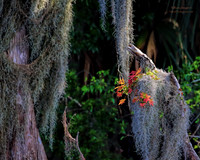 RAMY_6825_CF61