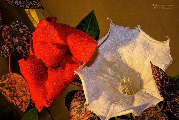 Devil's Trumpet