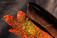 Leaves