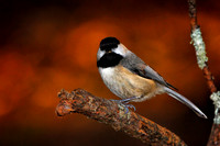 Ramy_4187_CF40-Art-1