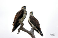 RAMY3806_CFex2_copyright