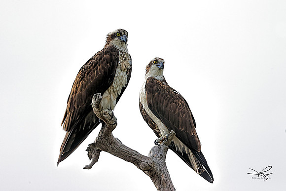 RAMY3806_CFex2_copyright