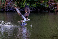 RAMY1673_CFex1-copyright