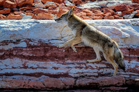 RamyMike_ClandestineCoyote_7