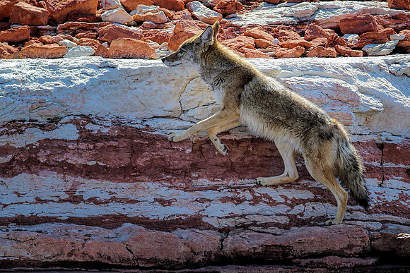 RamyMike_ClandestineCoyote_7