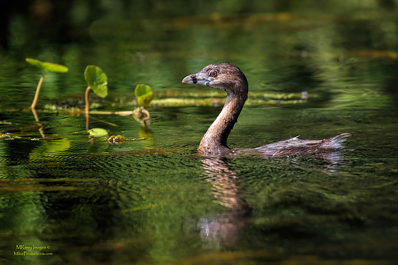Pied-Billed Grebe