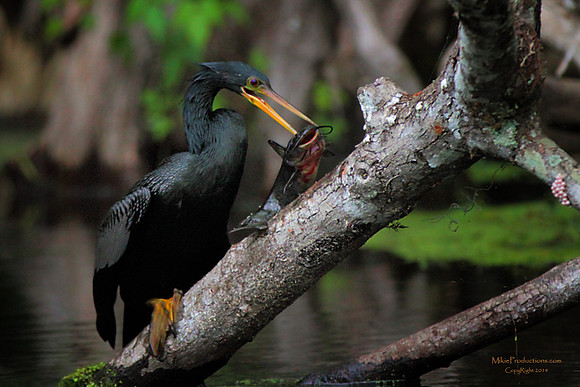 Anhinga