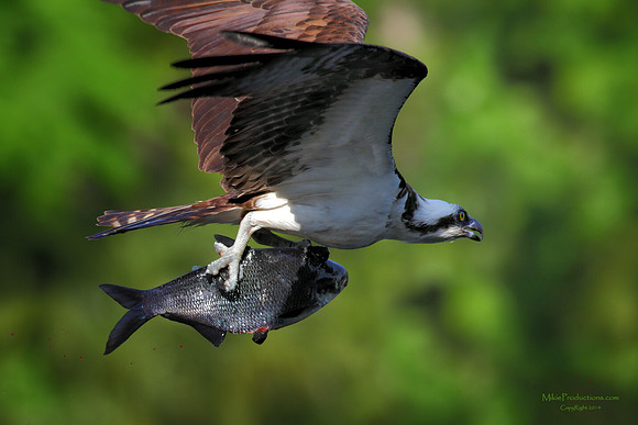 Osprey with Fish