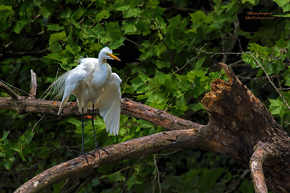Egret