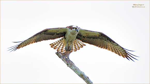 Osprey, St Johns River Florida, Ocala National Forest