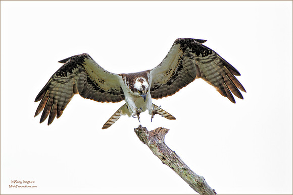 Osprey, St Johns River Florida, Ocala National Forest