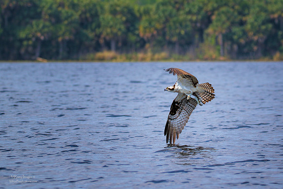 Osprey, St Johns River Florida, Ocala National Forest