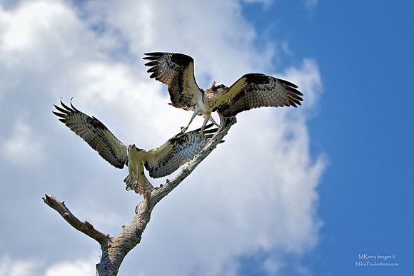 Osprey, St Johns River Florida, Ocala National Forest