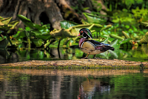 Wood Duck