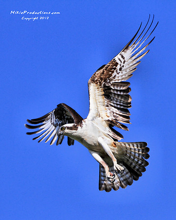 Osprey