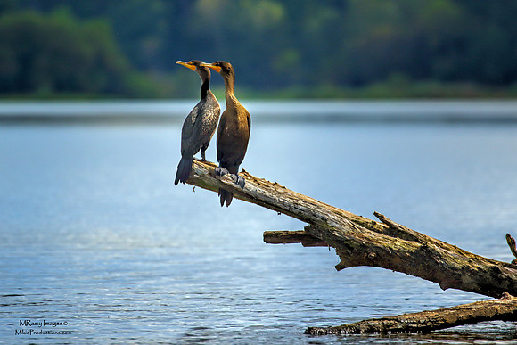 Cormorant