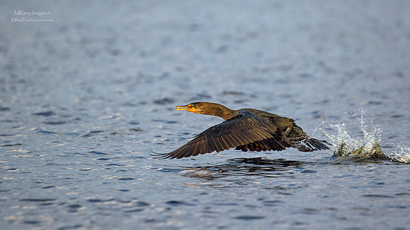 Cormorant