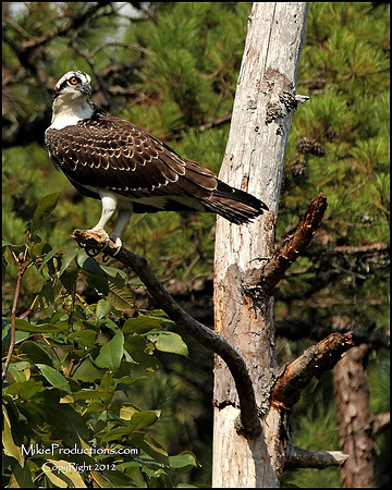 Osprey